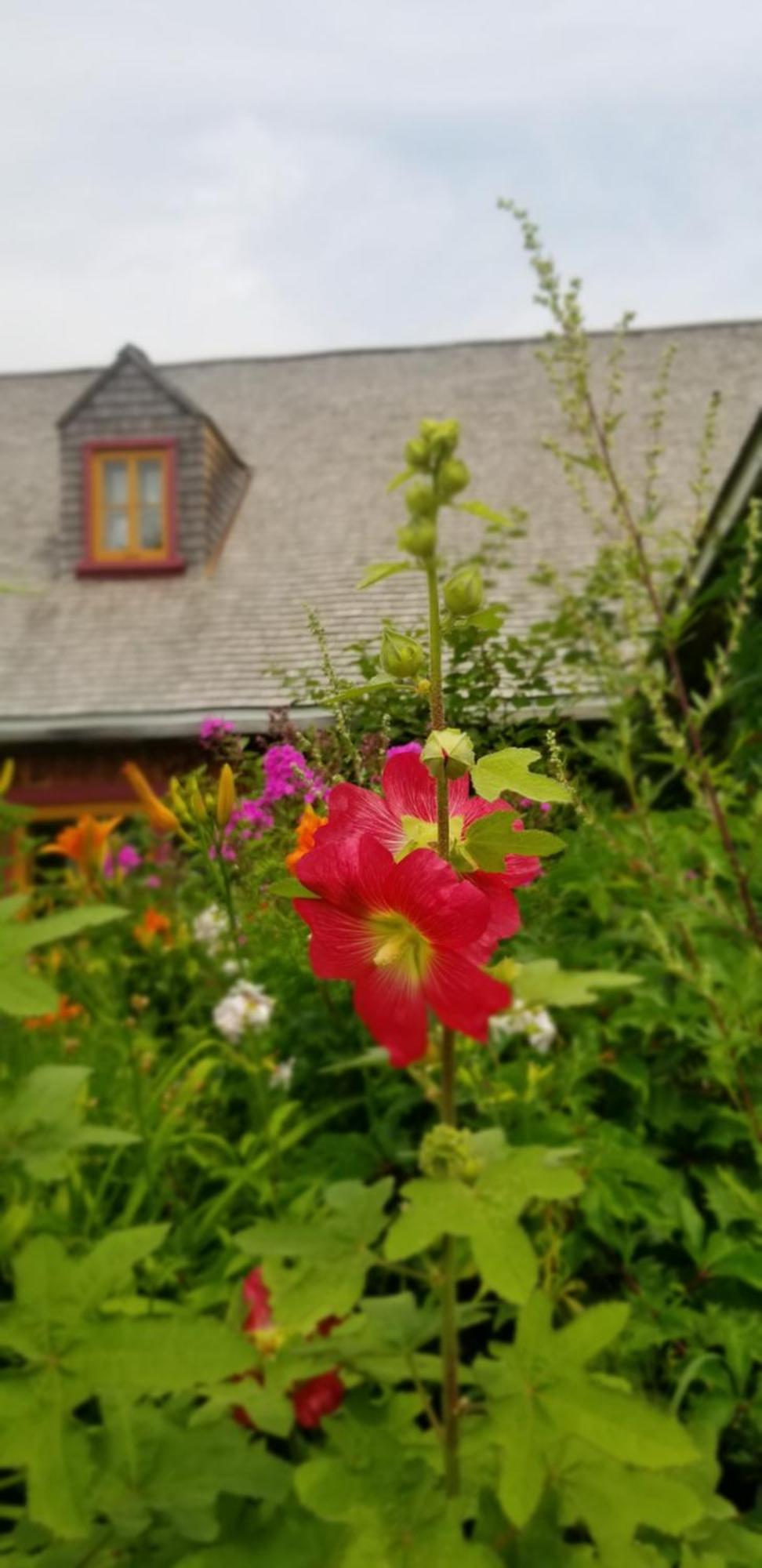 Auberge Le P'Tit Bonheur Saint-Laurent-de-l'ile d'Orleans Εξωτερικό φωτογραφία